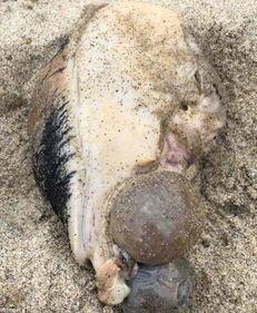 海兔吃瓜,探索海洋生物的独特饮食习惯