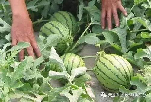 51吃瓜奇葩汇总,盘点那些让人捧腹的网络奇闻轶事