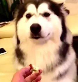 狗吃瓜被逮,狗狗误食瓜果被逮，引关注