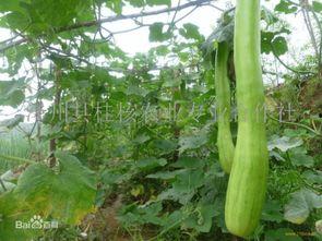 砍瓜怎么吃的,探索独特美味的多样吃法