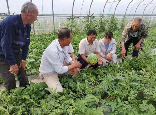 产业园吃瓜,一场别开生面的休闲体验之旅