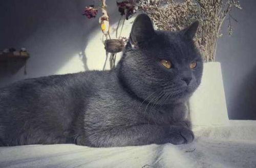 吃瓜蓝猫,揭秘娱乐圈的幕后故事