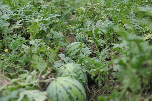 溧阳吃瓜网友,揭秘当地热点事件背后的真相