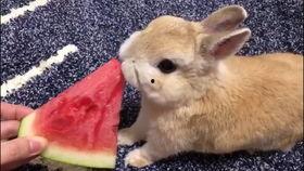 小兔吃瓜小说,一场奇幻瓜果盛宴的冒险之旅