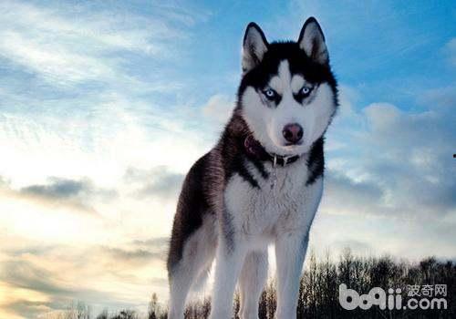 哈士奇吃瓜被抓图片,萌态可掬引网友热议