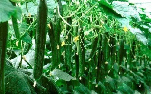 今日吃瓜必吃大瓜 免费,揭秘娱乐圈最新热点事件