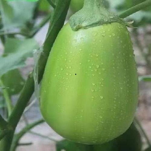 圆吊瓜咋吃,解锁美味新体验