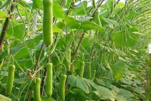 吃瓠瓜要去皮,尽享美味与健康的完美邂逅