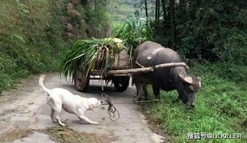 回家放牛吃瓜,回家放牛吃瓜的悠闲时光