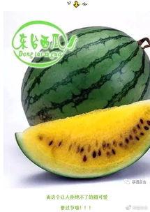 吃瓜速度世界纪录,挑战世界最快吃瓜纪录