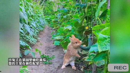 兔子吃瓜的画,兔子与瓜果的欢乐时光