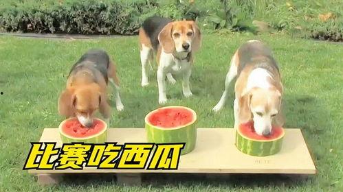 来个狗吃瓜,揭秘宠物界的八卦风云