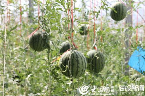 温州摄影吃瓜事件视频