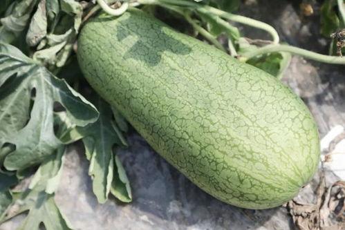 瓜洲吃瓜,一场别开生面的“吃瓜”盛宴