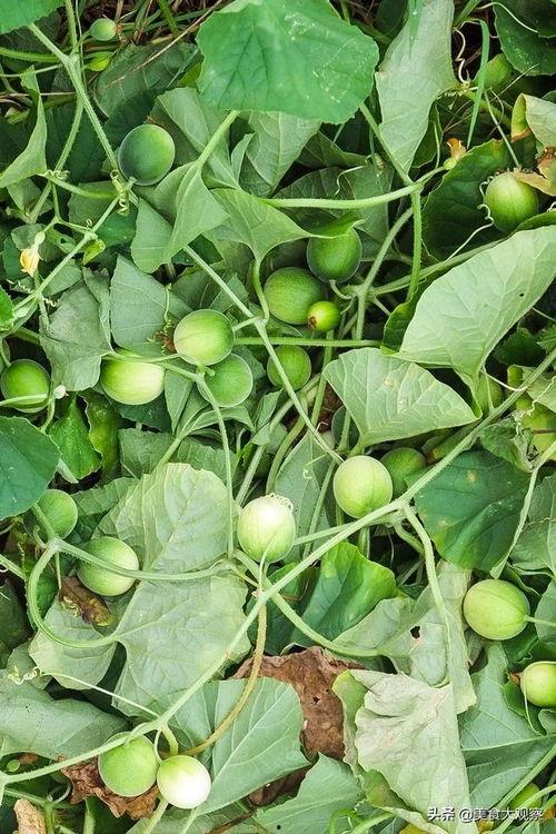 狗屎瓜吃吗,揭秘其营养价值与食用方法