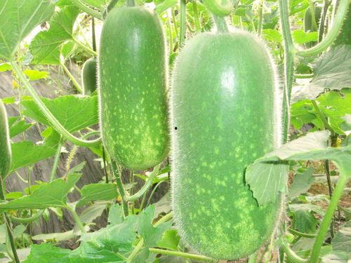 开锁师傅吃大瓜