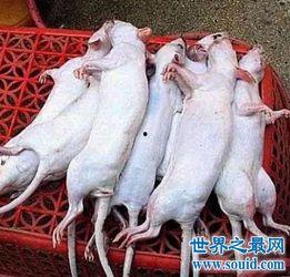 老鼠吃瓜群众,老鼠视角下的瓜田众生相