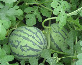 怀孕可以吃小瓜吗,小瓜在孕期中的适宜食用与注意事项