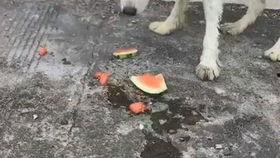 狗吃瓜,瓜果飘香，狗狗也爱吃