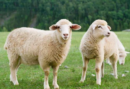 羊崽小铺吃瓜,吃瓜群众的欢乐聚集地