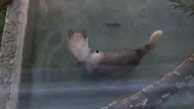 吃瓜大狼,揭秘娱乐圈背后的那些事儿