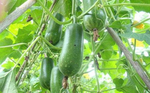 今日夏至吃瓜赏花视频,瓜果飘香，花海绽放——赏花吃瓜，共度美好时光