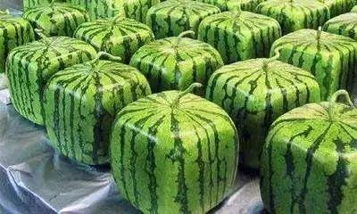 吃谷碰见瓜团,一场美食与文化的奇妙邂逅