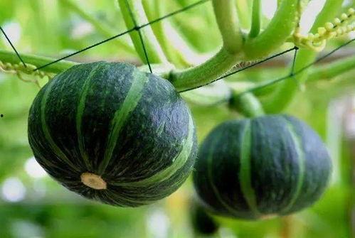 金环市场吃瓜,吃瓜群众的欢乐盛宴