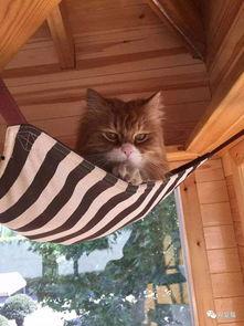 吃瓜王头像猫,揭秘网络红猫的神秘魅力