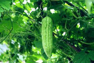 阿周每日吃瓜,揭秘娱乐圈那些事儿