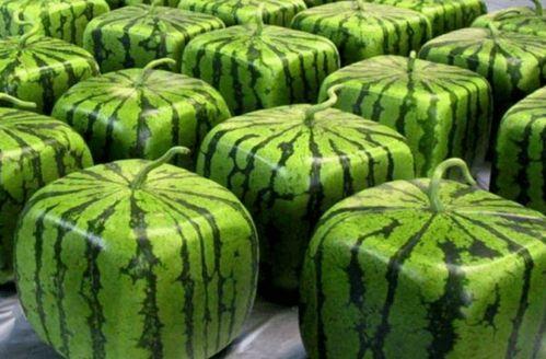 如何判断吃瓜吃全,揭秘判断吃瓜程度的秘诀